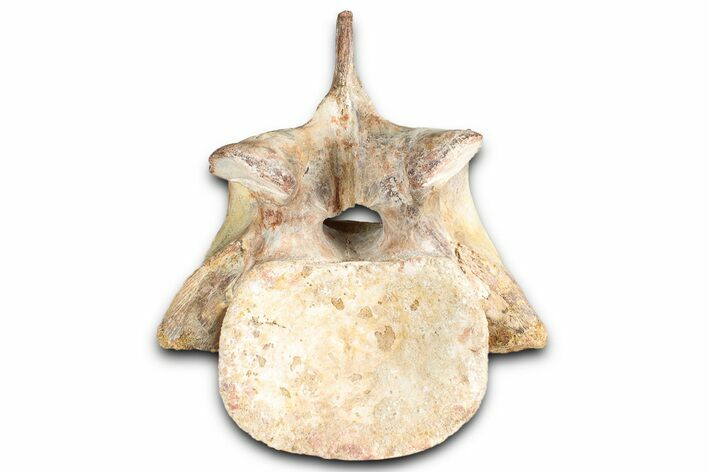 Fossil Spinosaurid (Sigilmassasaurus?) Cervical Vertebra - Morocco #350888